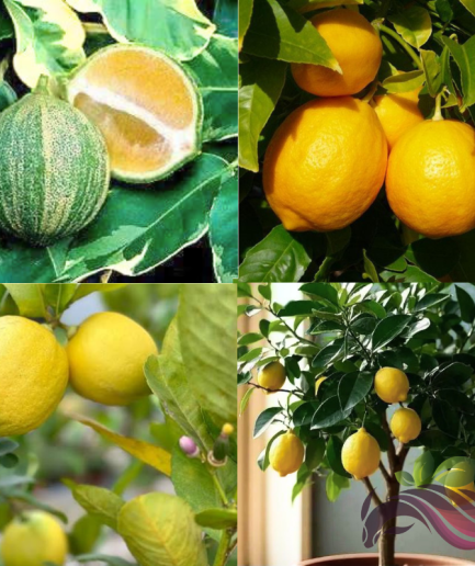 Lemon Batik Hybrid Lemon Kuning Lemon Wangi Fragrant Lemon 柠檬树苗 香水柠檬