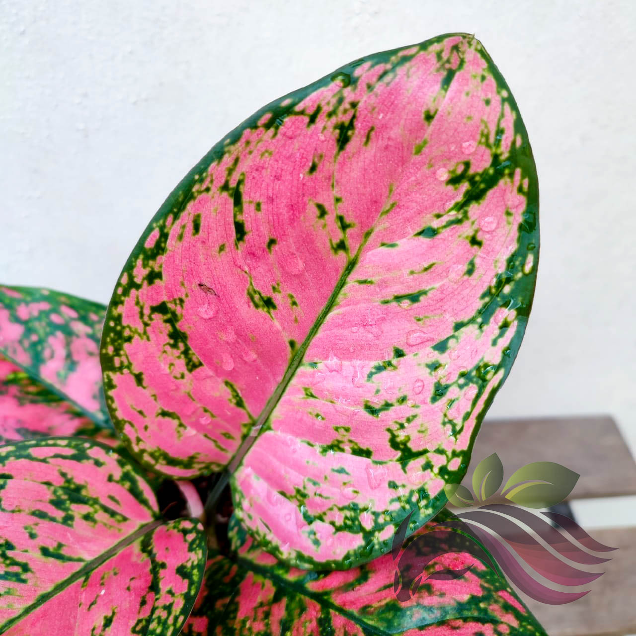Aglaonema Pink Splash LS Group