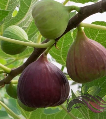 Fig Plant Trees 无花果 Ficus Carica