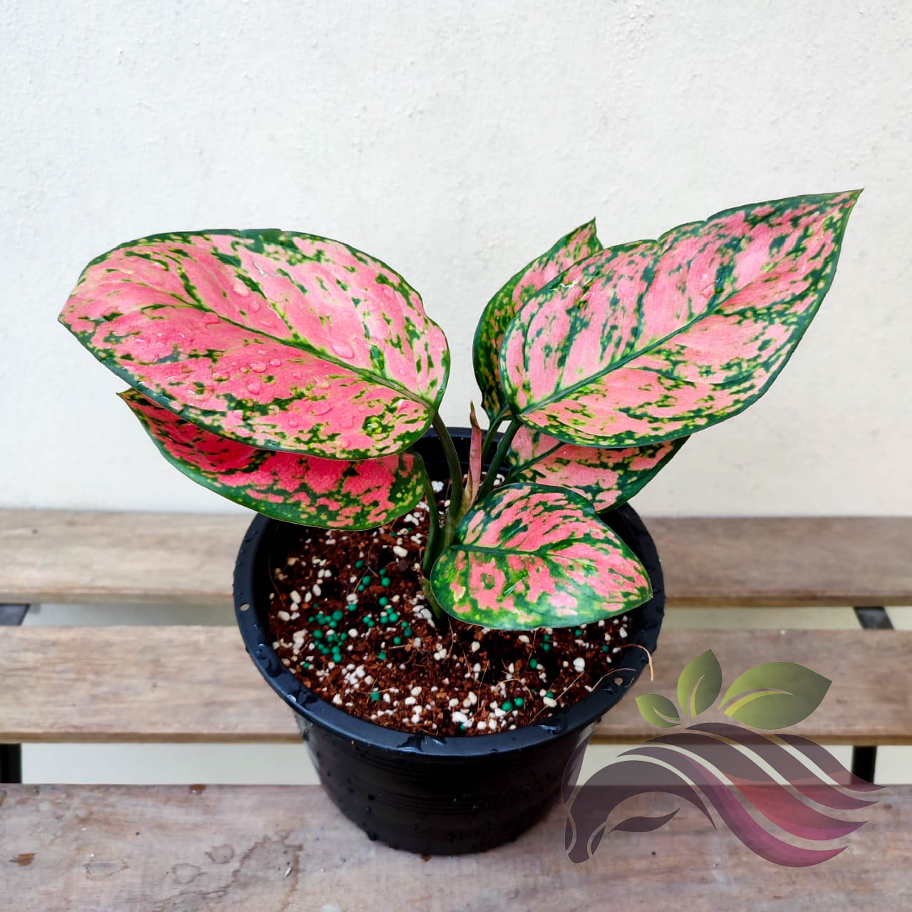 Aglaonema Pink Splash LS Group