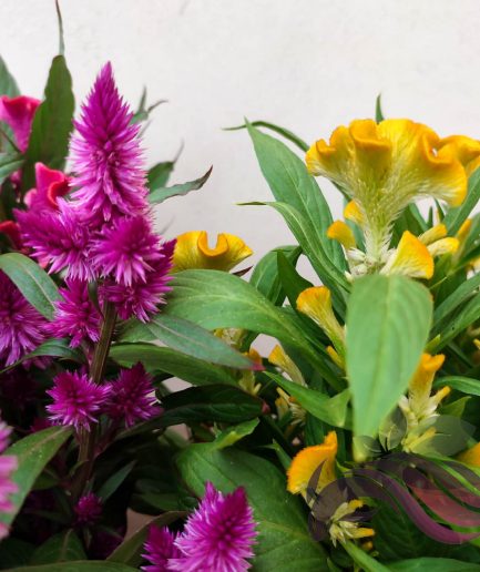 Celosia Balung Ayam 鸡冠花 (Random Color)