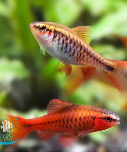 Cherry Barb (3 pc 1 set)