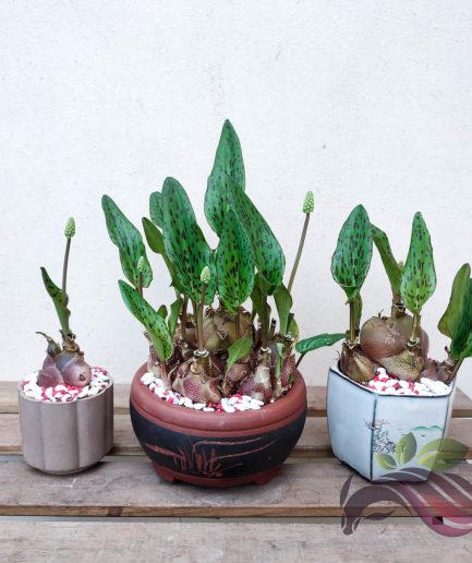 Drimiopsis Maculata 金玉满堂 子孙满堂