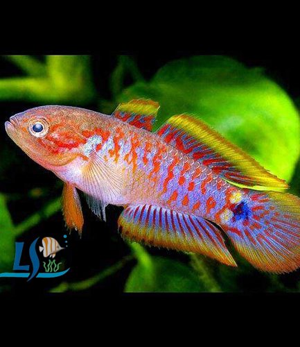 Peacock Gudgeon 1pc
