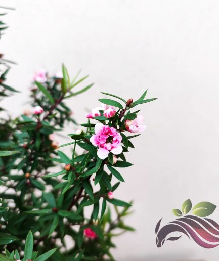 Leptospermum Brachyandrum Manuka 美丽细子木 松红梅