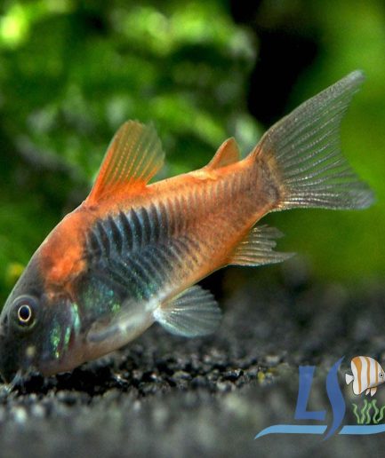 Orange Venezuelan Corydoras Cory Cats (1 pc)
