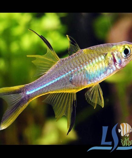 Celebes Rainbowfish 七彩霓虹 (3 pcs)