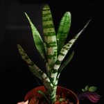 Bromeliad Rare Aechmea Chantinii IOB