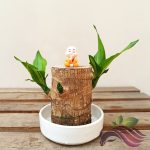 Dracaena Massangeana Head Corn Plant Brazilian Lucky Wood  铁树头 巴西木 幸运木 Pokok Besi