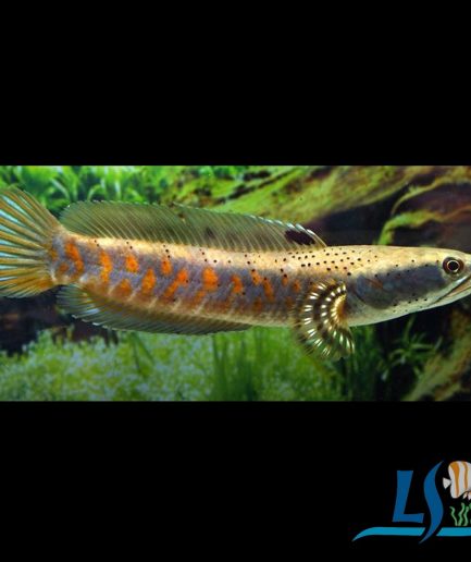 Channa Pulchra (1 piece)