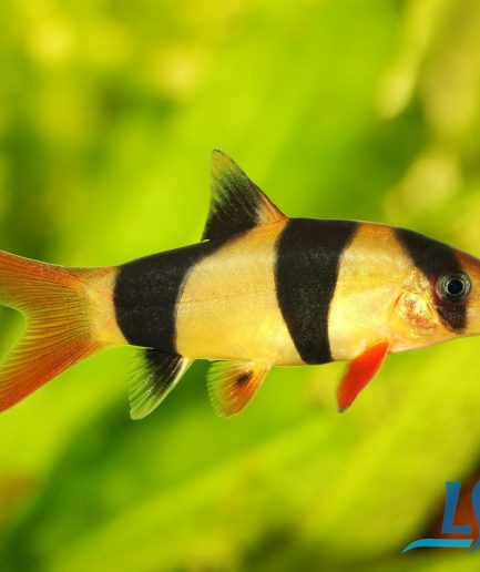Clown Loach 1pc