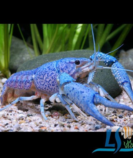 Procambarus Alleni 1pc