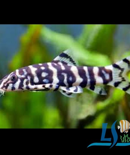 Botia Loach 2pcs