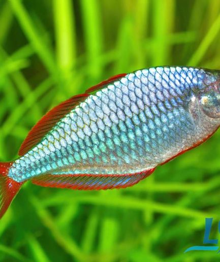 Dwarf Neon Rainbowfish 电光美人 2pcs