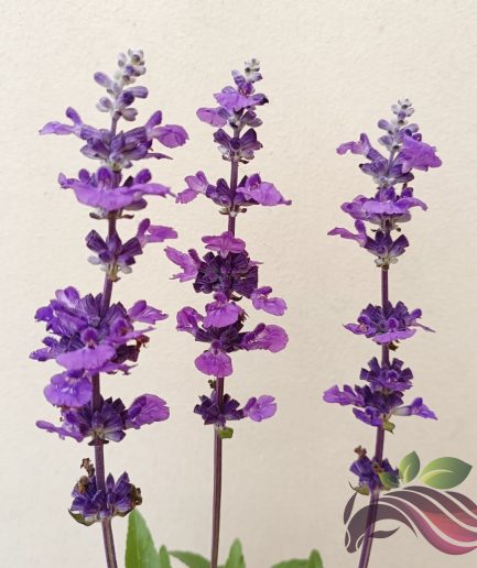Salvia Farinacea