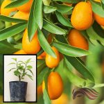 Limau Kumquat 金桔