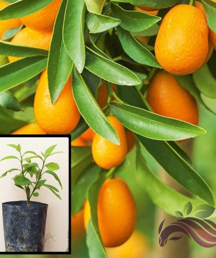 Limau Kumquat 金桔