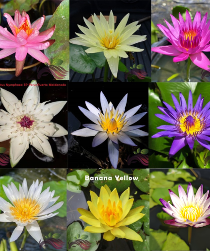 Water Lily Multipetals Waterlily Bunga Teratai Hidup