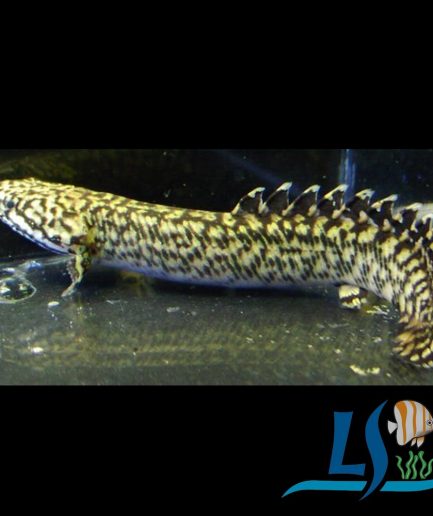 Polypterus Ornatipinnis 1 Piece