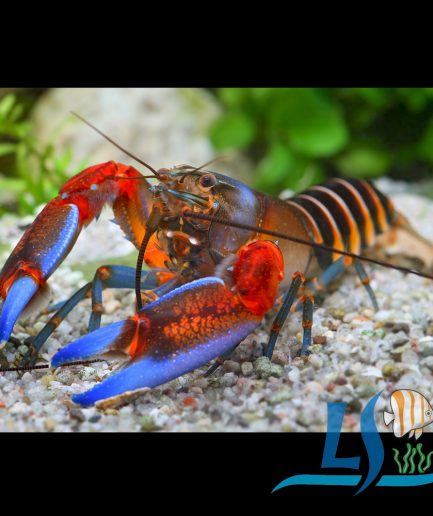 Zebra Crayfish Cherax Peknyi