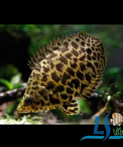 Leopard Bush Fish 1 Piece