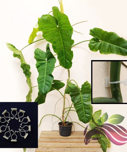 Vertical Garden Fixing Vine On Wall Money Plant Pothos Climbing 植物固定攀爬