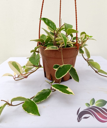 Hoya Krimson Queen Variegated 克里姆森女王球兰