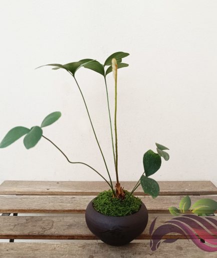Zamia Furfuracea 墨西哥铁