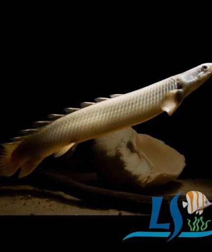 Senegalus Bichir 1 pc