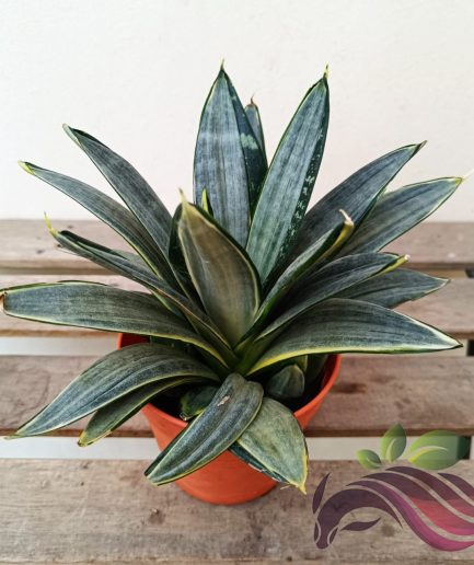 Sansevieria Hahnii Streaker