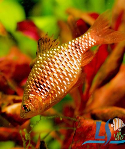 Rosy Barb 3pcs