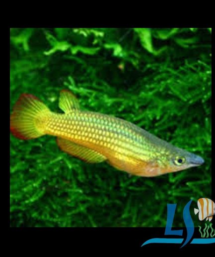 Golden Panchax 2pcs