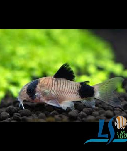 Panda Corydoras 3pcs