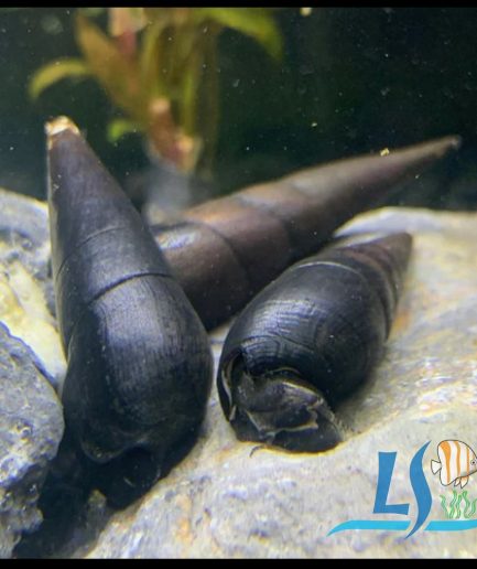 Faunus Ater Snail 1 pc