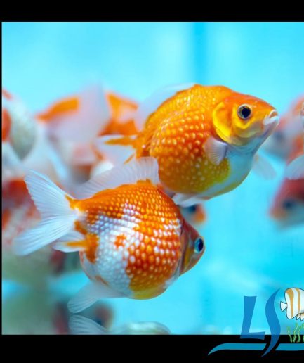 Pearl Scale Goldfish 1pc