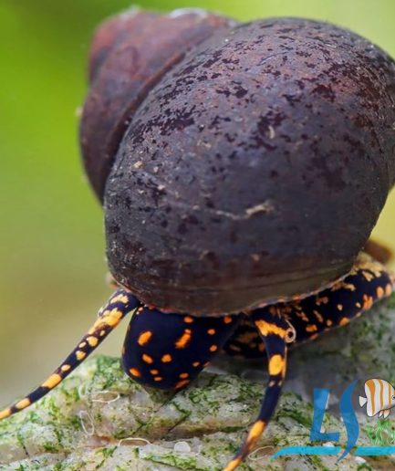 Papua Orange Spotted Snail 1pc