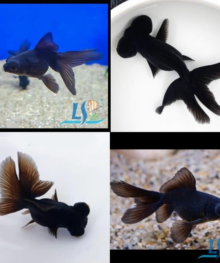 Black Moor Fantail Goldfish 1 pc