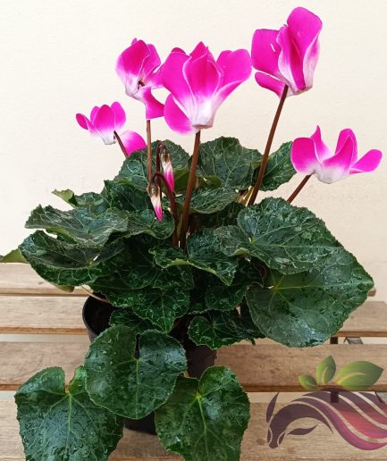 Cyclamen 仙客来 (Random Color)