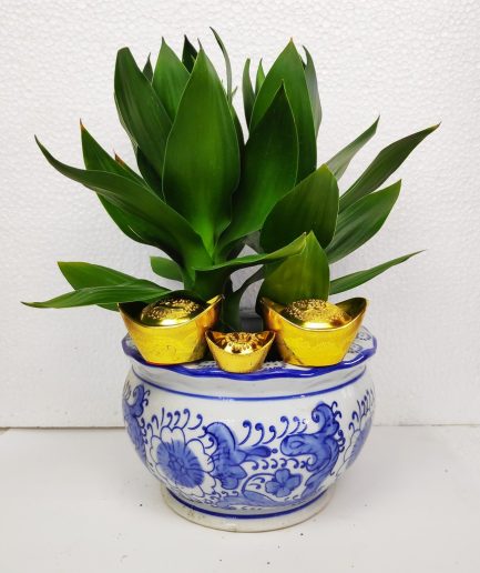 Lotus Bamboo 3 Stems 三头开运竹