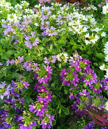 Scaevola Fan Flower 蓝扇花 扇子花