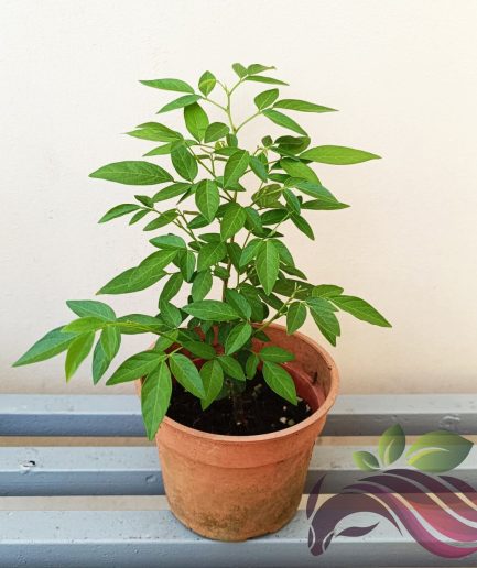 Desmodium Caudatum 抹草 Buak Chao Ohwia Caudata Herb 家居避邪吉祥花草母婴避邪植物