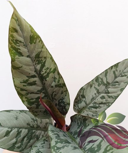 Homalomena Purple Sword 红剑电光芋