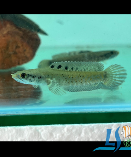 Channa Ornatipinnis Snakehead 1 piece