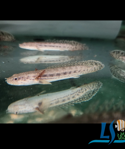 Polypterus Endlicherii 1 Piece