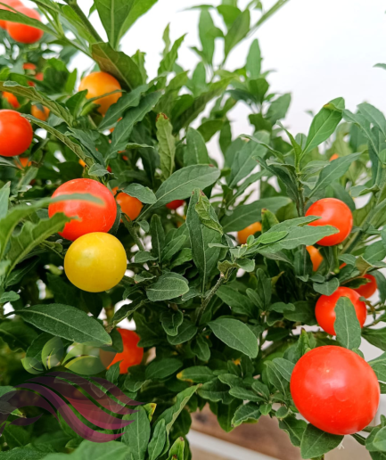 Real Live Plant Cherry Solanum Jerusalem Cherry CNY Plant 圣诞果