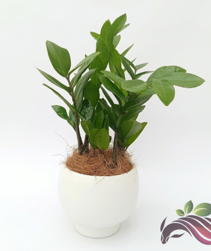 Zamia Hitam Manis / Black Raven ZZ Plant / Zamioculcas Zamiifolia / ZZ Plant 金钱树 美铁芋