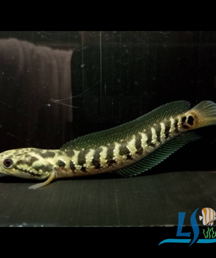 Channa Asiatica 1 pcs