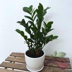 Zamia Hitam Manis Zamioculcas Zamiifolia ZZ Plant Rea Live Plant 金钱树 美铁芋