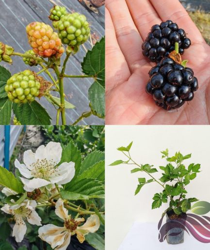 Blackberry 黑莓 Real Live Plant