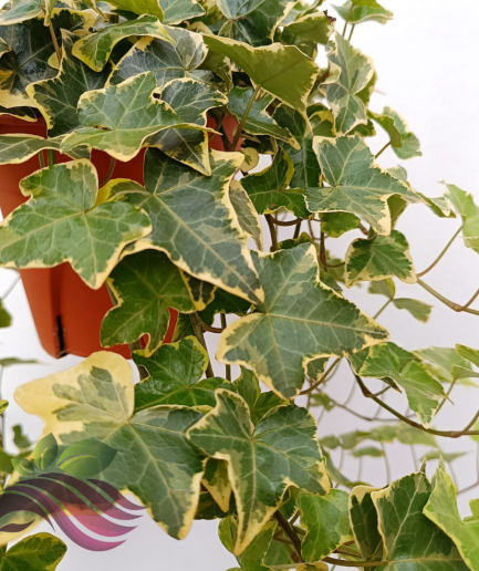 Golden Ivy Plant / Hendera Helix / Pokok Ivy 长春藤